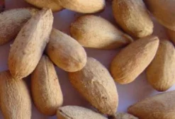 Sementes de Neem (Nim) com Altíssima Taxa de Germinação - Venda por Quilo