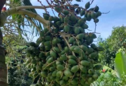 Sementes de Palmeira Veitchia - Produção Própria - Serra/ES