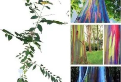 Sementes de Eucalipto Arco-Íris (Eucalyptus deglupta) – 10 Gramas