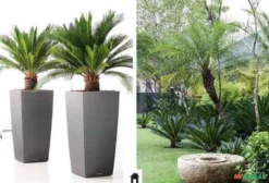 Sementes de Cica (Cycas revoluta) - Palmeira Ornamental para Mudas e Jardins
