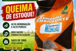 Semente de Capim Mombaça (Panicum maximum) - Saco de 10kg