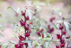 Sementes de Hibiscus Sabdariffa – Pacote com 20 Unidades