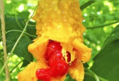Sementes de Melão de São Caetano (Momordica charantia) - Pacote com 10 Unidades