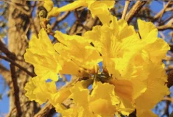 Sementes de Ipê-Amarelo (Handroanthus albus) - 25 Unidades
