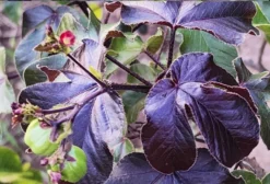 Sementes de Pinhão Roxo (Jatropha gossypiifolia) - 10 Unidades