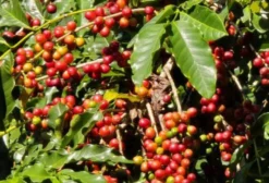 Café em Grãos Tipo Padrão para Comercialização – Delfinópolis/MG