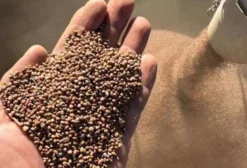 Semente de Nabo Forrageiro Pré-Limpa – Livre de Esclerotinia – Unaí/MG