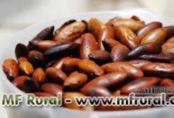 Castanha de Baru Crua e Torrada – Mirabela/MG