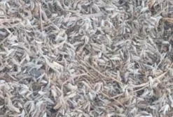 Sementes de Capim Andropogon para Pastagem – Safra 2025