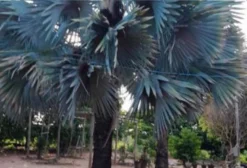 Palmeira Bismarckia Azul Adulta – 7 Anos – São Francisco/MG