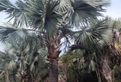 Palmeira Azul Bismarckia Adulta – Venda em Astolfo Dutra, MG