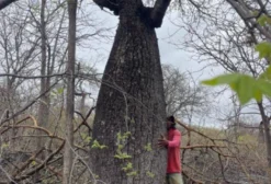 Barriguda (Baobá Brasileiro) – Árvore de Grande Porte para Paisagismo e Reflorestamento