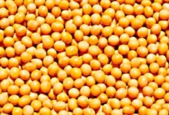 Semente de Soja Certificada com Laudo de Germinação e Vigor – Itaquiraí/MS