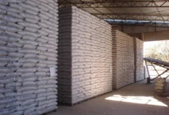 Sementes de Arroz de Terras Altas – Cultivares Embrapa (BRS Esmeralda, A502, Sertaneja) – Água Boa/MT