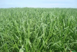 Sementes de Brachiaria Ruziziensis 80% e 50% Valor Cultural - Retirada em Rondonópolis/MT