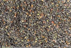 Sementes de Crotalária Spectabilis Premium – Venda por Carga Fechada em Campos de Júlio/MT
