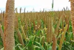Semente de Milheto BRS 1501 Safra 2019 - Alto Vigor e Germinação