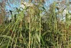 Capim Sudão a Granel para Pastejo e Silagem - Rondonópolis/MT