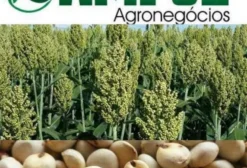 Semente de Sorgo Granífero IPA 731011 – Primavera do Leste/MT