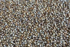 Semente de Milheto Classificado - Forrageira em Big Bag de 1000kg