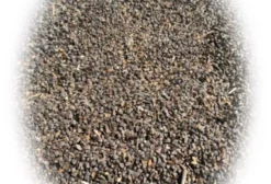 Sementes de Trigo Mourisco (Sarraceno) – Safra 2023 – Sinop/MT