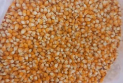 Milho Pipoca com Expansão 40-42% - 5.000 Sacas à Venda em Campo Novo do Parecis - MT