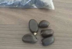 Semente Orgânica de Eucalipto - Pacote com 50g - Cuiabá MT