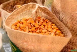 Semente de Milho Resistente a Glifosato - R$ 10/kg - Tapurah/MT