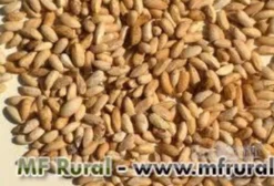 Sementes de Nim Indiano (Neem) – Safra 2025, 80% de Germinação