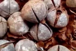 Sementes de Mogno Africano Khaya Grandifoliola (Antiga Khaya Ivorensis) - Alta Taxa de Germinação