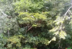 Sementes Amazônicas: Andiroba, Ucuuba, Buriti, Pracaxi e Murumuru – Origem Marajó