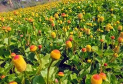 Flor de Jambu Fresca e Desidratada - Direto do Produtor - Castanhal/PA