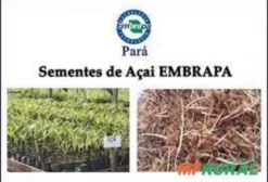 Sementes de Açaí Pai D'Égua BRS Pará - 2 kg Frescas Para Plantio
