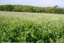 Nabo Forrageiro AL 1000 – Ideal para Consumo Animal e Plantio