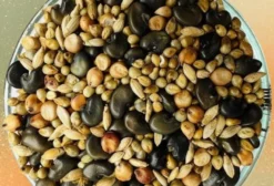 Mix de Sementes Forrageiras Synergix 490 para Cobertura e Adubação Verde