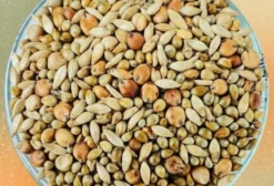 Mix Synergix 390 – Sorgo, Milheto e Braquiária para Silagem