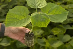 Mudas de Folha de Kiri K2 – Planta Exótica para Reflorestamento