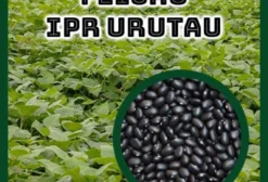 Semente de Feijão Preto IPR Urutau – Alta Produtividade e Resistência
