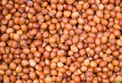 Sementes de Feijão Guandu Anão IAPAR 43 (Aratá) - Forrageira para Plantio