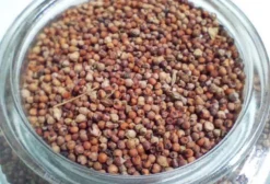 Semente de Capim Coracana ANPG 209 - Ideal para Pastagem e Cobertura do Solo