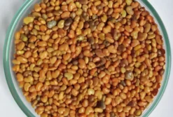 Semente de Crotalária Ochroleuca para Adubação Verde - Preço por Quilo