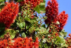 Sementes de Greyia Sutherlandii – Escova de Garrafa Sul-Africana Melífera para Apicultura e Ornamental
