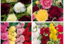 Kit 12 Sementes de Malva Dobrada Mix (Alcea Rosea Chater's Double) - Flores Ornamentais em Diversas Cores