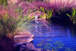 Sementes de Grama Ornamental Rosa - Muhlenbergia capillaris (Pacote com 15 Sementes)