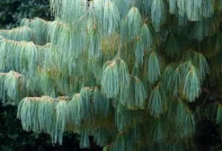 Sementes de Pinus Armandii (Pinheiro Branco Chinês) - 6 Unidades Frescas