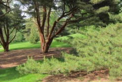 Sementes de Pinus Tabuliformis (Pinheiro Vermelho Chinês) – 10 Unidades, Raro e de Crescimento Rápido