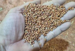 Milheto em Sacos de 50 kg - Grão para Alimentação Animal e Cobertura de Solo