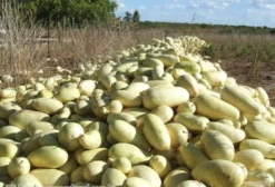 Semente de Melancia Forrageira (Citrullus lanatus) - 1 kg para Alimentação Animal