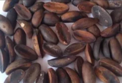 Sementes de Pichuri (Graúda, Miúda e em Pó) - R$250/kg - Rolim de Moura/RO