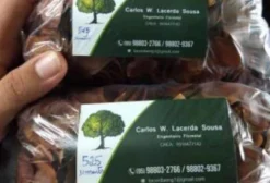 Sementes de Mogno Africano Khaya Ivorensis Registradas – 1 kg